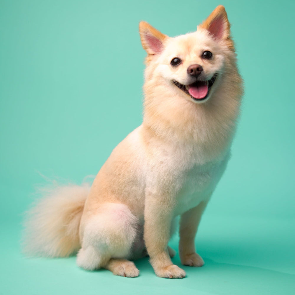 Pet Grooming