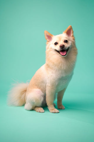 Pet Grooming
