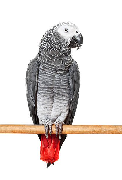 Birds Grooming